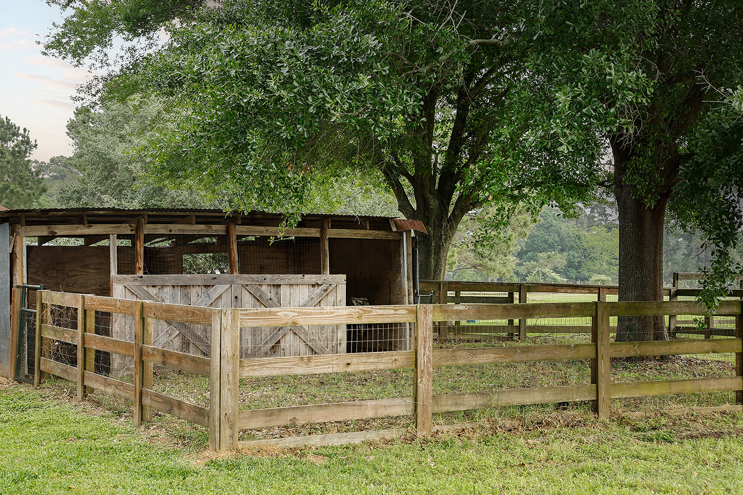Wooden stable and paddock under mature oaks