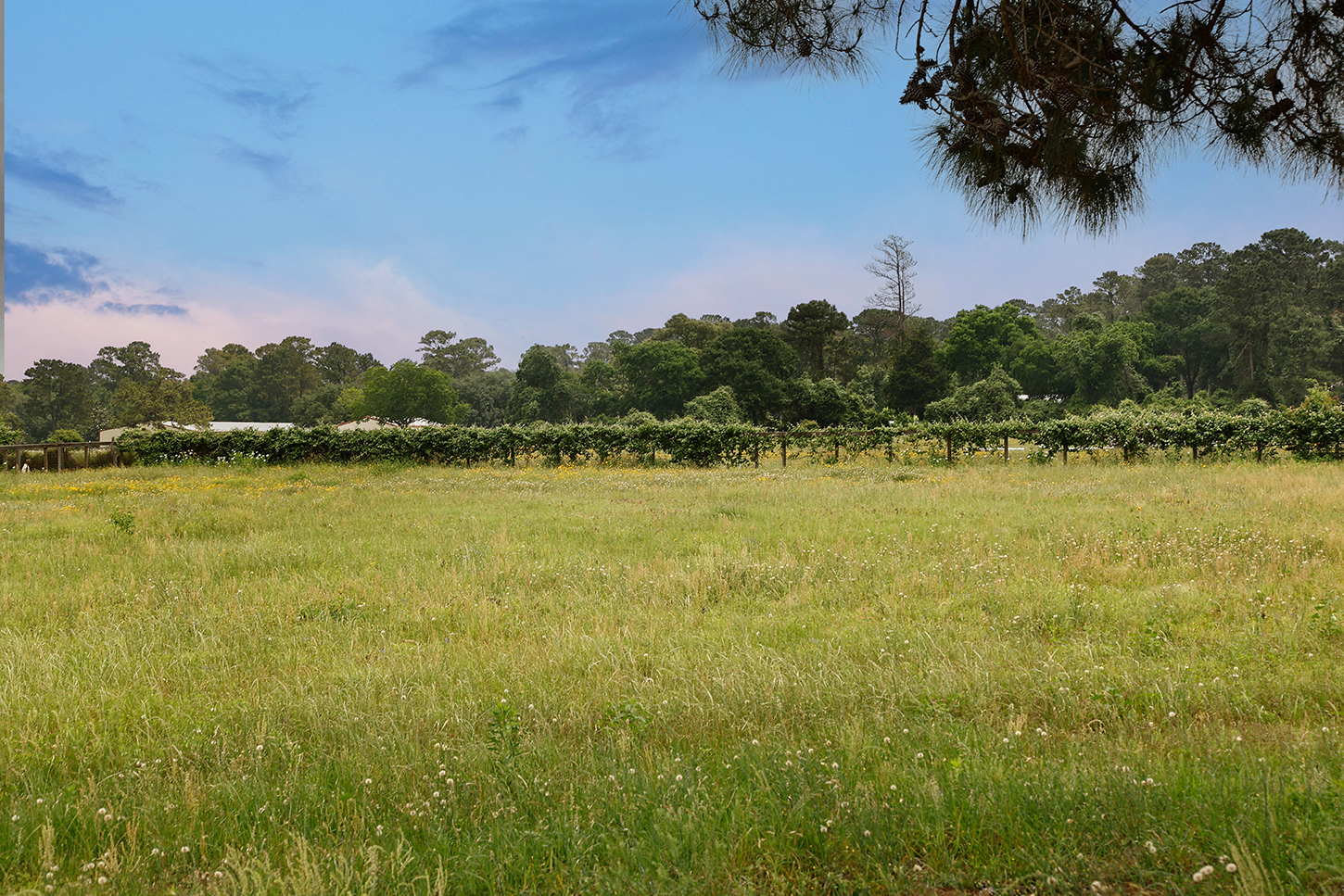 Wildflower meadow with vineyard rows in the distance