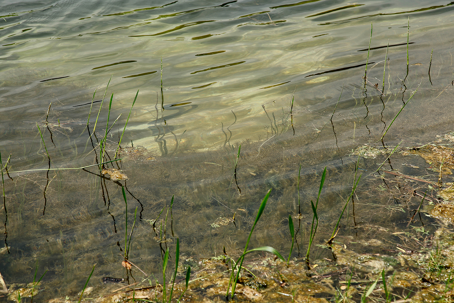 Close-up shoreline detail of the pond water and grasses