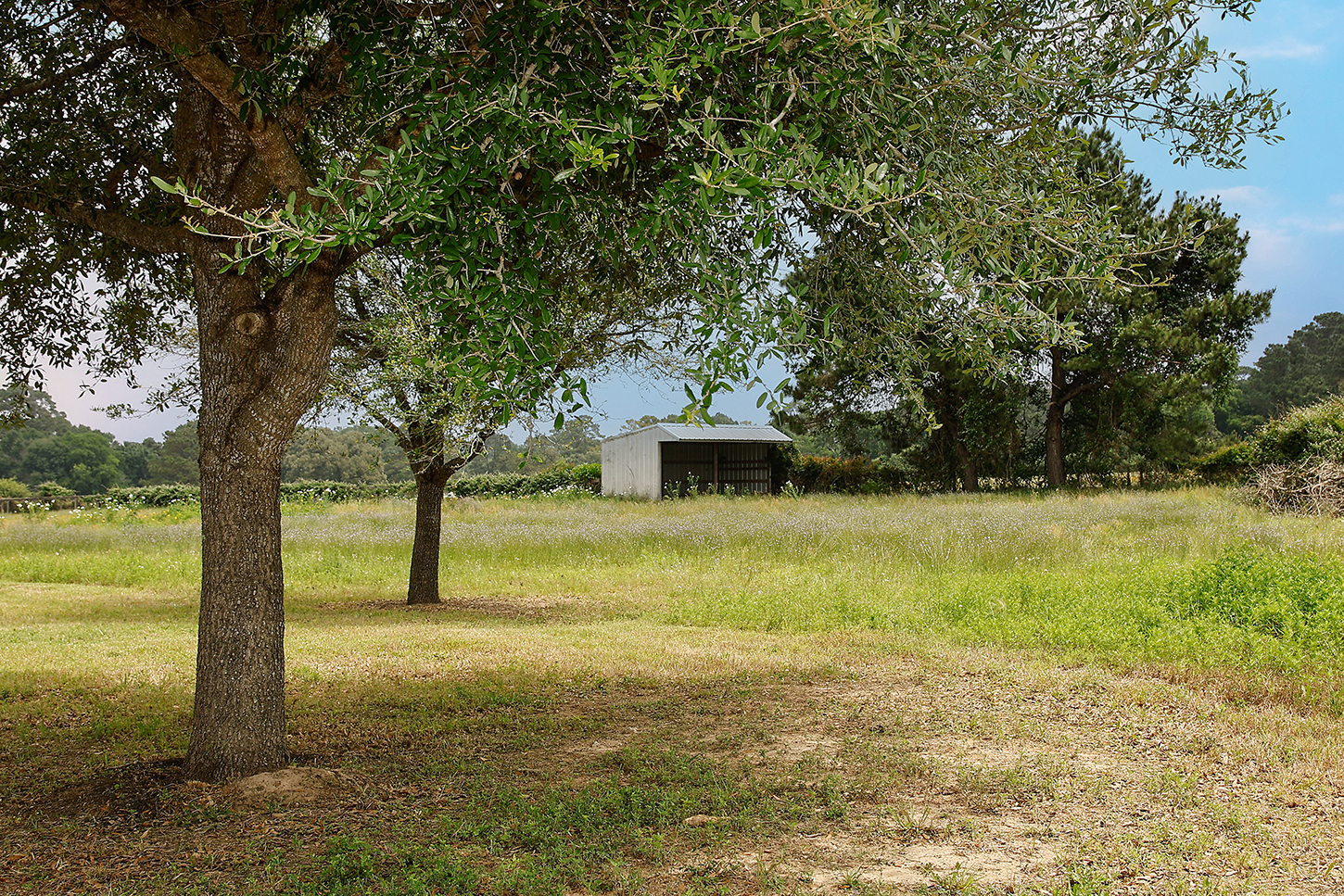 Open field with mature oaks and utility outbuilding