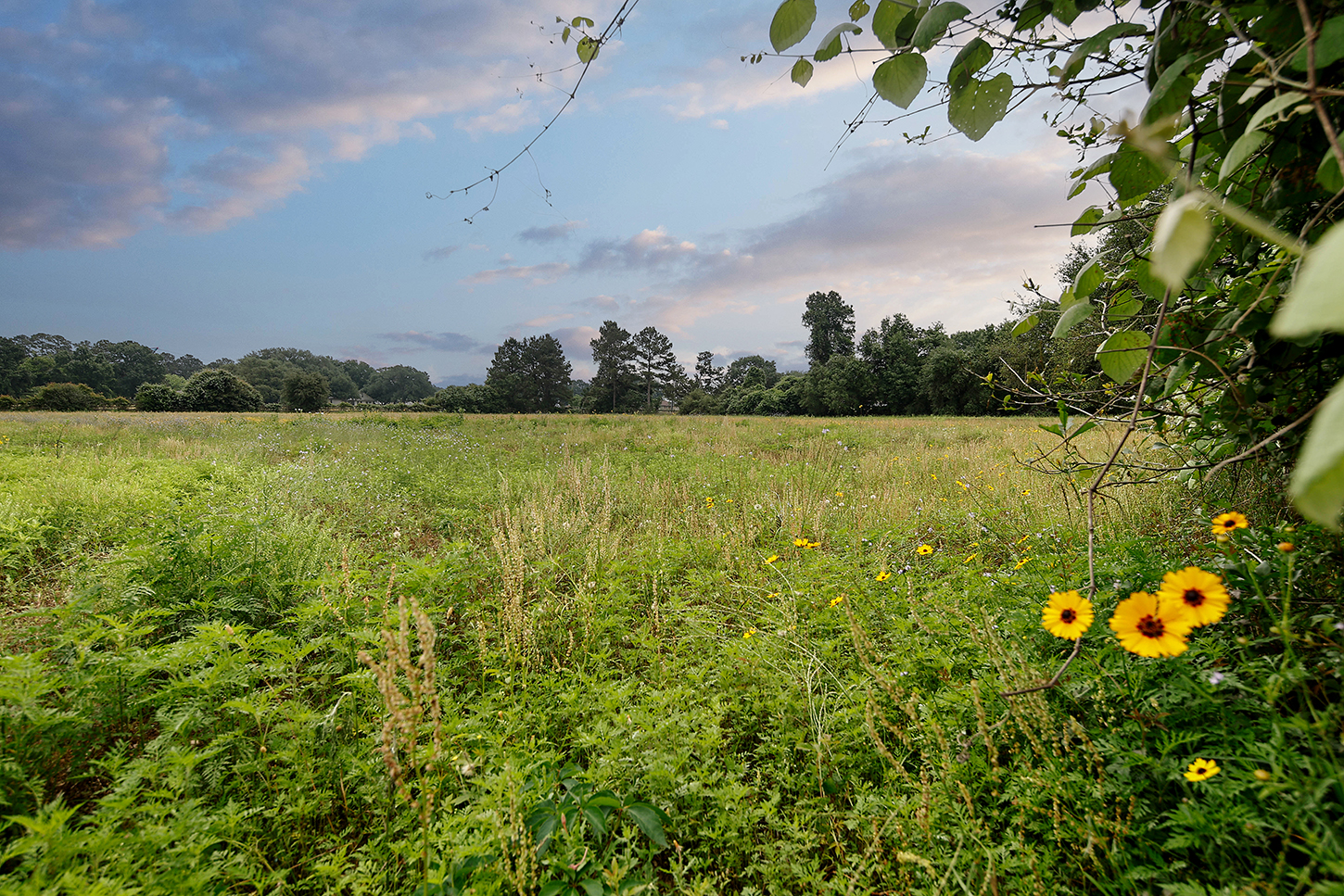 Open meadow with wildflowers and tree line views